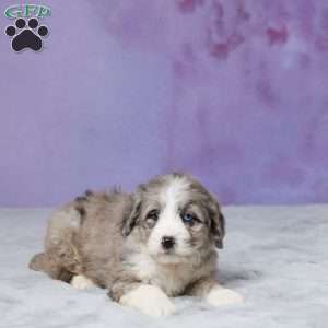 Willow, Mini Bernedoodle Puppy